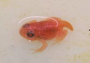 国产蝌蚪网,探索创新科技，引领未来生活新潮流